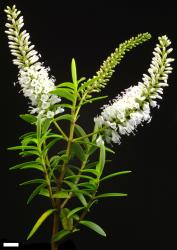 Veronica leiophylla. Sprig. Scale = 10 mm.
 Image: P.J. Garnock-Jones © Te Papa CC-BY-NC 3.0 NZ